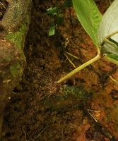 Tetraphyllum roseum, current year stem with old hanging dry previous year stem bearing apical old capsular fruits, not yet the new  future year hairy shoot, Khao Lampi, Hat Thai Mueang NP, Phang Nga,Thailand