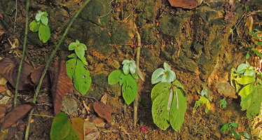Tetraphyllum roseum, each individual with the monsoon season withering rosette and the new resting one, Khao Sok NP, Thailand