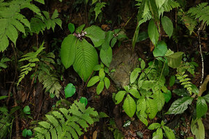 Tetraphyllum roseum, flowering population on vertical earth bank, Khao Sok NP, Thailand