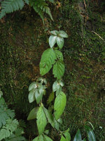 Tetraphyllum roseum individuals on a vertical earth slope, Huay Toh waterfall, Krabi, Thailand