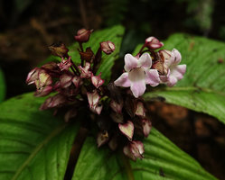 Tetraphyllum roseum, inflorescence close up, Khao Sok NP, Thailand
