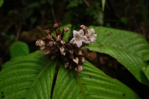 Tetraphyllum roseum, inflorescence, Khao Sok NP, Thailand