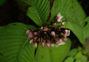Tetraphyllum roseum, inflorescence, view from above, Khao Sok NP, Thailand