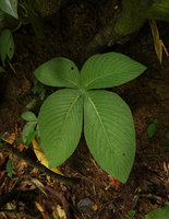 Tetraphyllum roseum, Khao Lampi, Hat Thai Mueang NP, Phang Nga,Thailand