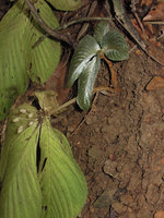 Tetraphyllum roseum, old decaying rosette with dry capsular fruts and new four leaved rosette arising from base, Khao Sok NP, Thailand
