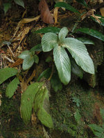 Tetraphyllum roseum, two individuals with drying fruiting stem and new stem with with leaves protected by refractive  hairs during the dry season, Huay Toh waterfall, Krabi, Thailand