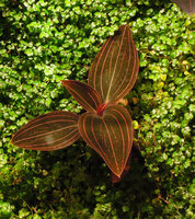 The Jewel Orchid Ludisia discolor on the Vertical Garden, Sofitel Palm Jumeirah, Dubai