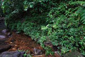 Thelypteris calcarata, dense population on the rocks of a fast flowing forest stream, Sinharaja, Sri Lanka