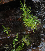 Thelypteris calcarata, fronds, Makandawa, Kitulgala, Sri Lanka