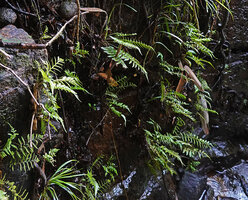Thelypteris calcarata on vertical seeping rock face, Makandawa, Kitulgala, Sri Lanka