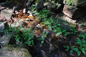 Thelypteris calcarata, rheophytic population, Makandawa, Kitulgala, Sri Lanka