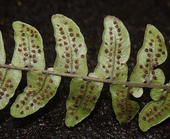Cyclopeltis cf. presliana, mature sori with dry retracted indusia, Wasia, Seram, Moluccas