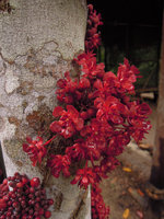 Theobroma speciosum, cauliflorous inflorescences, Inkaterra, Madre de Dios, Peru