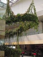 The Rainforest Chandelier, pink long hanging roots of Cissus sicyoides, the mirror of the stainless steel suspending cables, EmQuartier, Bangkok