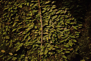 The tiny leaved Ficus punctata covering the felt