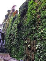 The Vertical Garden by Patrick Blanc, 11 years after its creation, rue d&#039;Alsace, Paris, March 2019