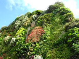 The Vertical Garden in full bloom, Caixa Forum, Madrid, May 2010