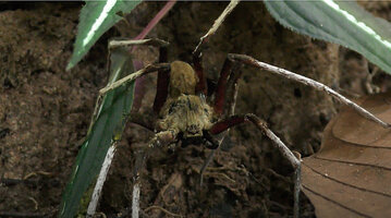 The white legged spider Heteropoda boiei being almost invisible while waiting for a prey under the white veined Sonerila maculata, Deramakot FR, Sabah, Borneo