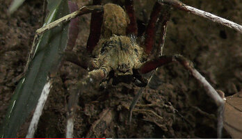 The white legged spider Heteropoda boiei being invisible while waiting for a prey under the white veined Sonerila maculata, Deramakot FR, Sabah, Borneo