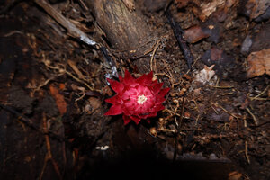 Thonningia sanguinea inflorescence emerging from the forest floor, Ebodje, Campo, Cameroon