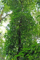 Thoracocarpus bissectus, Osa, Costa Rica