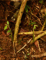 Thottea piperiformis, basal branching, Templer Park, Selangor, Malaysia