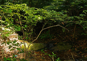 Thottea ponmudiana, global discoid leaves display through basal repetitive sprouting, Pon Mudi, Western Ghats, India