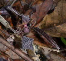 Thottea sp., basal branched inflorescence with flower buds and two maturing capsules, Bukit Bilit, Kinabatangan, Sabah, Borneo