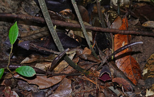 Thottea sp., basal inflorescences with flowers and siliquiform capsules, Bukit Bilit, Kinabatangan, Sabah, Borneo