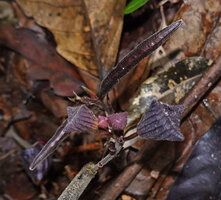 Thottea sp., branched basal inflorescence with flower buds and somewhat hairy capsules,  Bukit Bilit, Kinabatangan, Sabah, Borneo