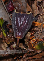 Thottea sp., campanulate, striate, slightly hairy corolla, Bukit Bilit, Kinabatangan, Sabah, Borneo