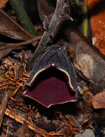 Thottea sp., deeply striate outside surface of the campanulate corolla, Bukit Bilit, Kinabatangan, Sabah, Borneo