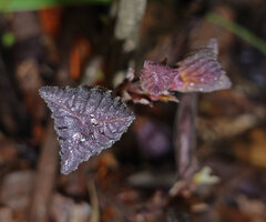Thottea sp., deeply striate triangular hairy outside flower bud, Bukit Bilit, Kinabatangan, Sabah, Borneo