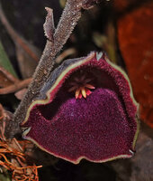 Thottea sp., hairy inflorescence axis and bracts, villous purple corolla, orange stamens and star shaped whitish stigmatic lobes, Bukit Bilit, Kinabatangan, Sabah, Borneo