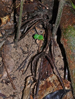 Thottea sp., mature open capsules, Bukit Bilit, Kinabatangan, Sabah, Borneo