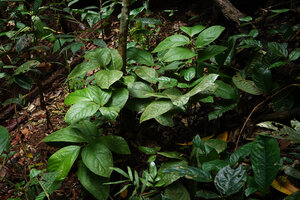 Thottea sp. on inclined forest understory bank, Bukit Bilit, Kinabatangan, Sabah, Borneo