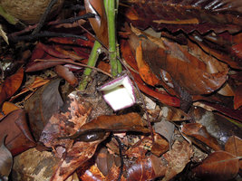 Thottea terengganuensis, flower at early anthesis, tasik Kenyir, Malaysia