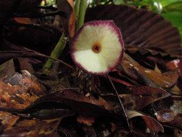 Thottea terengganuensis, fully open flower, tasik Kenyir, Malaysia