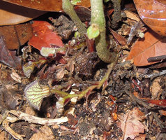 Thottea terengganuensis, inflorescence axes with flower buds, tasik Kenyir, Malaysia