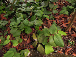 Thottea terengganuensis, leafy stems, tasik Kenyir, Malaysia