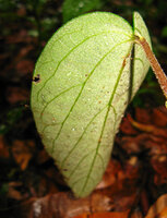 Thottea tomentosa, abaxial leaf surface, Mt Harriet NP, Andaman Islands