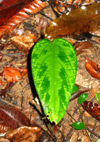 Thottea tomentosa, a form with long deltoid bright light green leaves patched with dark green, Mt Harriet NP, Andaman Islands