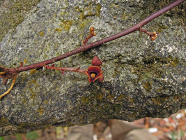 Thottea tomentosa, basal inflorescences, Trengganu, Malaysia
