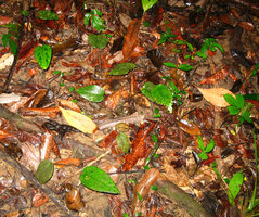 Thottea tomentosa, most individuals with only one leaf, Mt Harriet NP, Andaman Islands