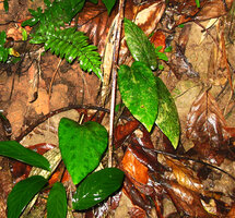 Thottea tomentosa on vertical earth bank, Mt Harriet NP, Andaman Islands