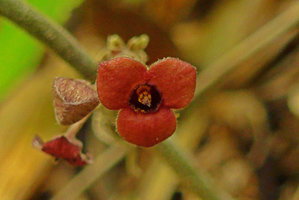 Thottea tomentosa, Pak Chom, Loei, Thailand