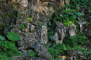 Three Araceae species on one cliff, Colocasia indica, Alocasia longiloba and Alocasia inornata, Batu Caves, Selangor, Malaysia