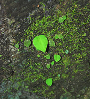 Three monophyllous species, Ariopsis protanthera, Begonia cf. saxifragifolia and juvenile Argostemma cordatum, growing side by side on a vertical mossy limestone rock, Hinboun, Laos