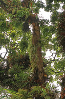 Thrixspermum subulatum, a tufted freely hanging epiphytic Orchid, Bromo Tengger Semeru NP, Java