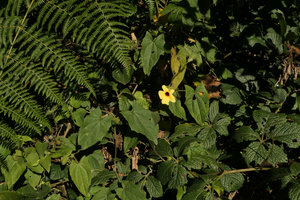 Thunbergia alata climbing on herbaceous vegetation in its native habitat, Zomba, Malawi